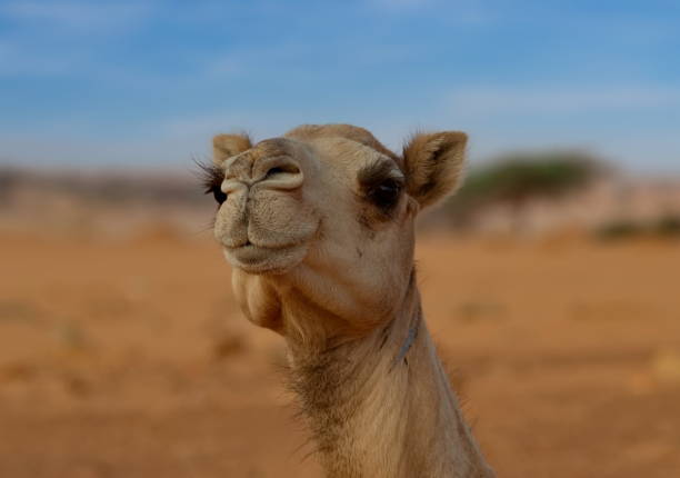 istock Camels of the Sahara Desert 2181317617