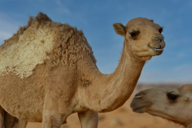 istock Camels of the Sahara Desert 2181317622