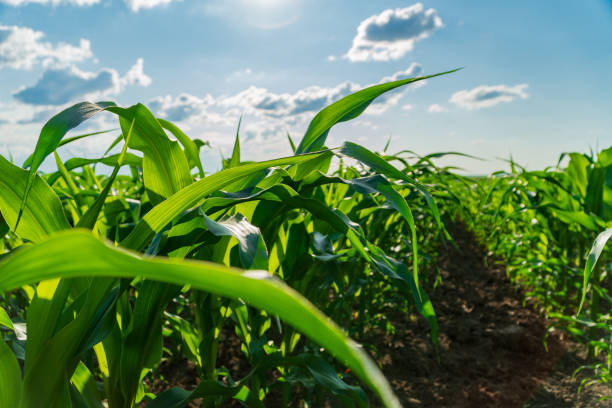 istock Corn plants stretch toward the bright blue sky, their lush green leaves creating a dense canopy. The field reflects the lively growth typical of summer agriculture 2181318812