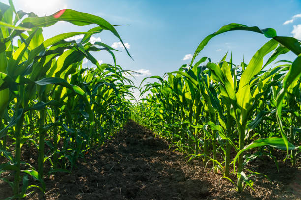 istock Green maize plants thrive in neat rows, reaching towards the clear blue sky. The bright sunlight highlights the vibrant leaves in this summer cornfield 2181318813