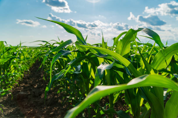 istock Corn plants stand tall and lush in a well-tended field, illuminated by sunlight, showcasing healthy leaves under a bright blue sky with scattered clouds 2181318821