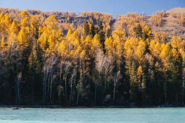 istock Golden autumn forest by turquoise lake. 2181318842