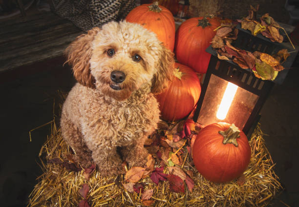 istock Autumn Pup (Miniature Labradoodle)  with Pumpkins - Cozy Fall Scene with Dog and Lantern 2181319034
