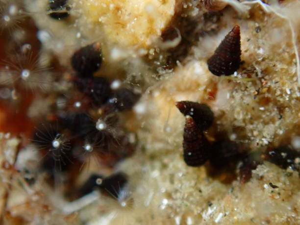 istock Hydroid (species identification impossible) extreme close-up undersea, Aegean Sea 2181319214