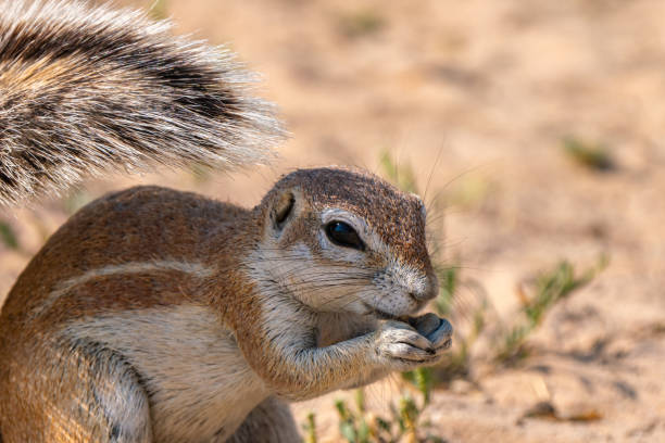 istock Cape ground squirrel in Kgalagadi Transfrontier Park, South Africa 2181319669