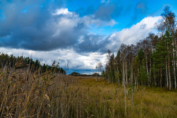 A wide view of Karelia's wetlands with golden autumn reeds and sparse birch trees stretching across the landscape. The moody sky, filled with dynamic clouds, adds depth and drama to the tranquil natural scene, highlighting the contrast between the light birch trunks and the darkening sky. Captured in soft daylight, this image embodies the untouched beauty and solitude of Karelian wilderness in autumn