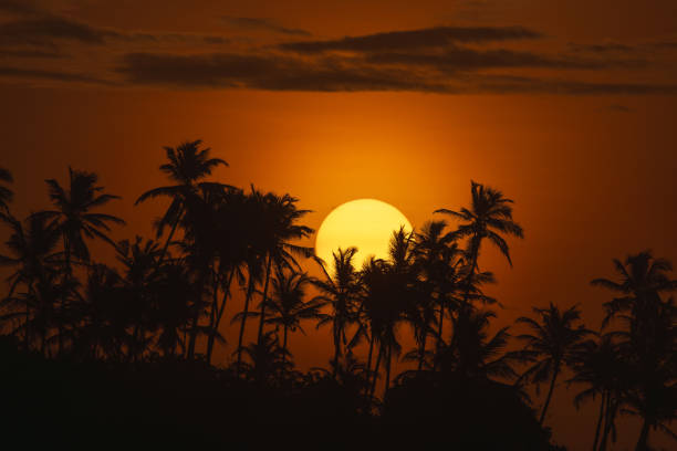 istock Silhouette of Palm Trees Against a Vibrant Orange Sunset 2181320738