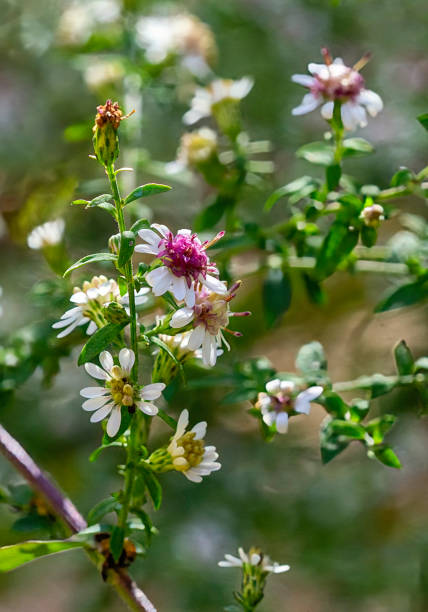 Calico Aster, Symphyotrichum lateriflorum, with white and pale purple flowers with a yellow or purple disks and narrow leaves. Native to much of central and eastern North America. stock photo