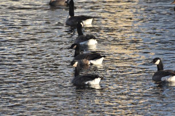 istock Spoonies at the Waste Water 2181320981