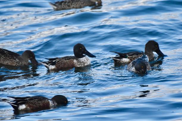 istock Spoonies at the Waste Water 2181321006
