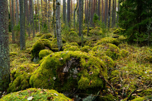 istock Moss-Covered Rocks in a Dense Karelian Pine Forest 2181321011