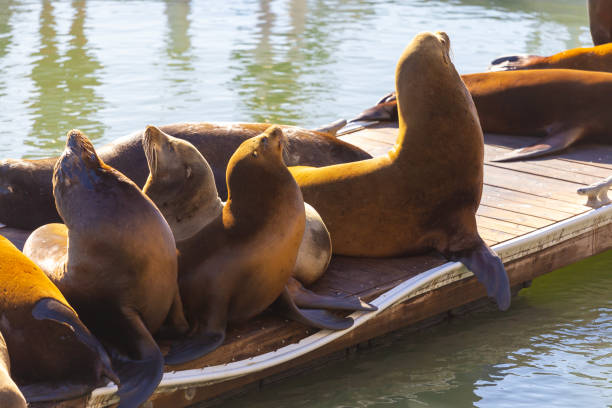 Seals in the sea bay at Pier 39 in San Francisco