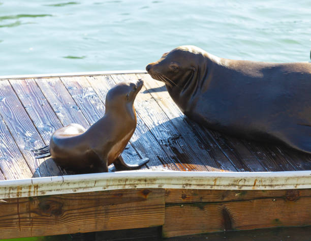 istock Seals on Pier 39 in San Francisco 2181321431