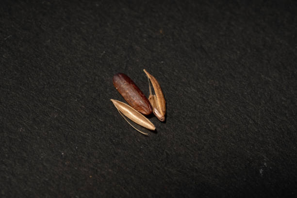 istock One Single Black Rice Grains Background with Rice Husk 2181322545