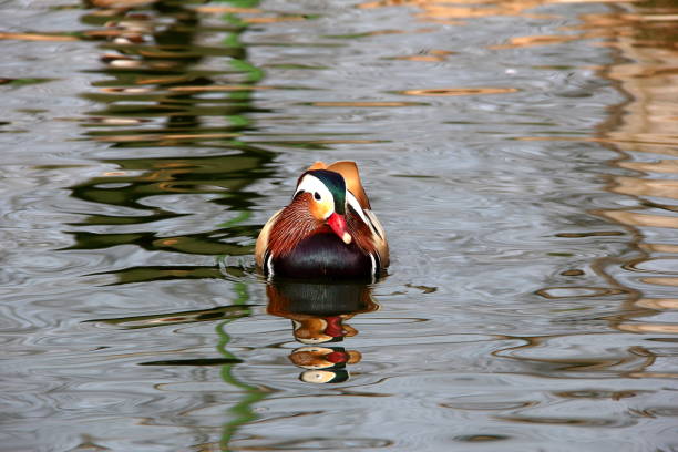 A vibrant mandarin duck gracefully floats on calm water, showcasing colorful plumage and tranquil ripples. The serene scene captures the beauty of nature and wildlife in perfect harmony.