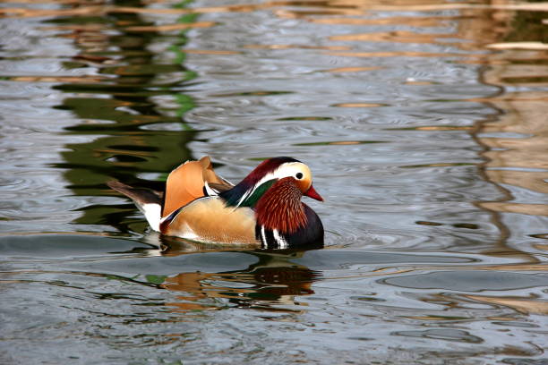 Male Mandarin Ducks Floating On Water