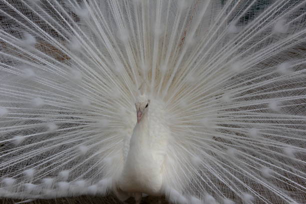 A stunning white peacock showcases its beautiful, fanned-out feathers, epitomizing elegance and grace. The intricate details of the plumage capture attention, highlighting the bird's natural beauty and regal appearance.
