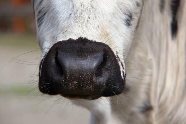 Detailed close-up image of a cow's face highlighting its nose, texture, and unique markings. The photograph captures the serenity and natural beauty of farm life.
