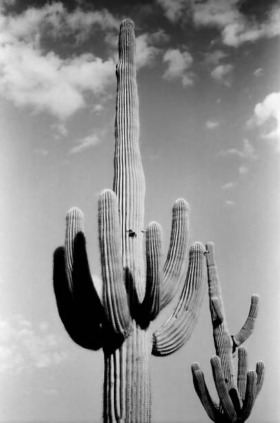 istock Saguaro Cactus Sonora desert Arizona Monochrome 2181326404
