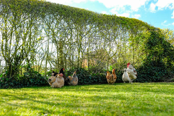 istock Bantam chickens seen in there free range garden by a garden hedge. 2181328751
