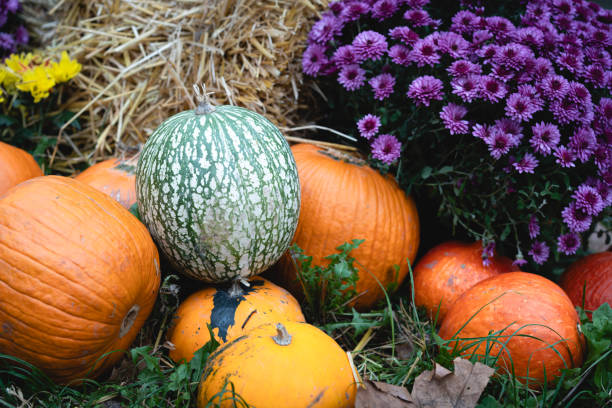 Autumn decoration with various types of pumpkins and colorful chrysanthemum flowers