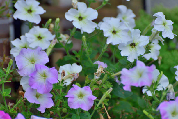 Petunia is one of the most popular garden bedding flowers and repeat bloom throughout summer. You can find petunia flowers in just about every color.
