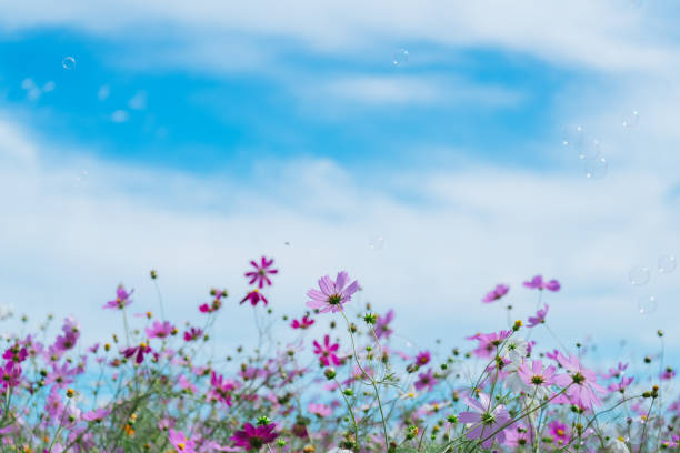 Beautiful cosmos blooming at a flower field.