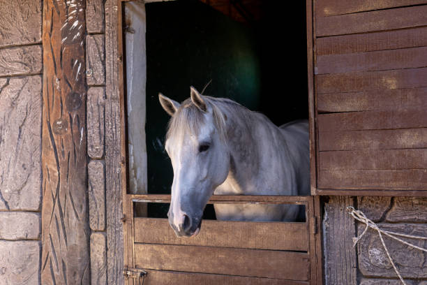 istock A white horse peering out from its rustic stable at dawn in a tranquil countryside setting 2181338592