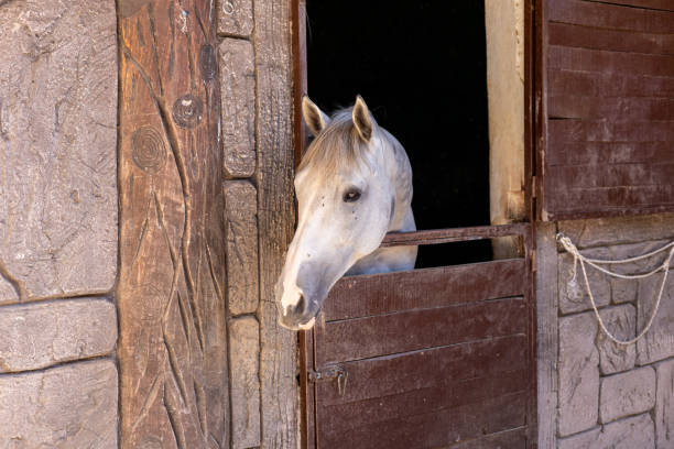 istock A white horse peering out from its rustic stable at dawn in a tranquil countryside setting 2181338743