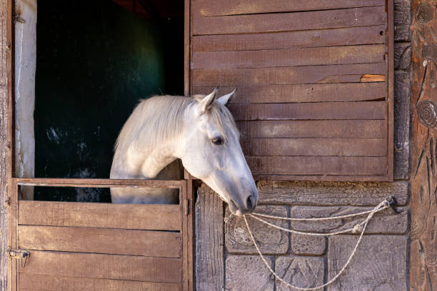 istock A white horse peering out from its rustic stable at dawn in a tranquil countryside setting 2181338882