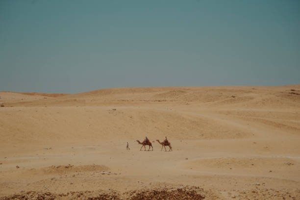 Cairo, Egypt - September 11, 2023: A serene desert scene featuring a camel and travelers resting, with gentle golden sands stretching into the horizon and a distant view of Egyptian landscapes under a clear blue sky.