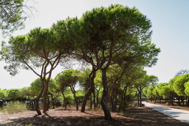 istock Tall stone pines with dense canopies line a quiet path in the sun. 2181345882