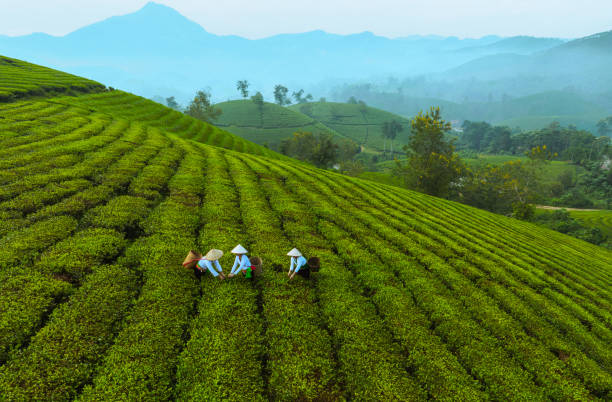 istock beautiful Long Coc tea hills in Phu Tho amid sunrise 2181348227