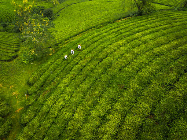 istock beautiful Long Coc tea hills in Phu Tho amid sunrise 2181348464