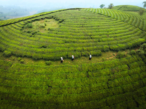 istock beautiful Long Coc tea hills in Phu Tho amid sunrise 2181348641
