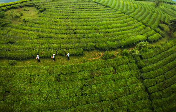 istock beautiful Long Coc tea hills in Phu Tho amid sunrise 2181348646