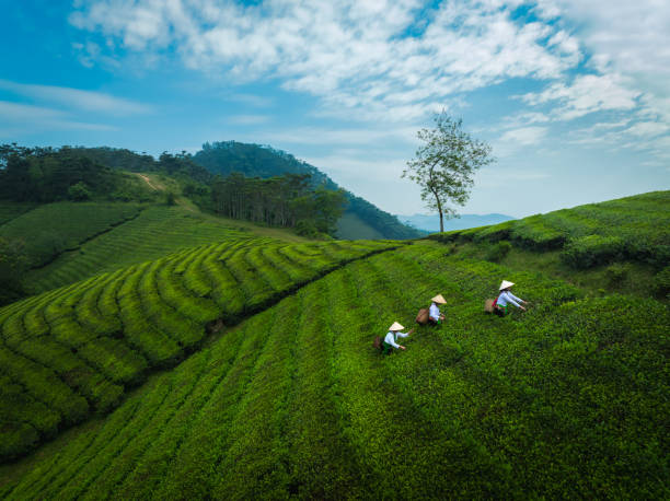 istock beautiful Long Coc tea hills in Phu Tho amid sunrise 2181348690