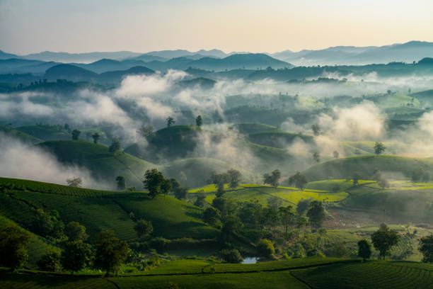 istock beautiful Long Coc tea hills in Phu Tho amid sunrise 2181348759