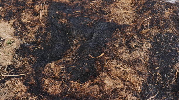 istock Black and brown ashes from burned straw Background 2181349893