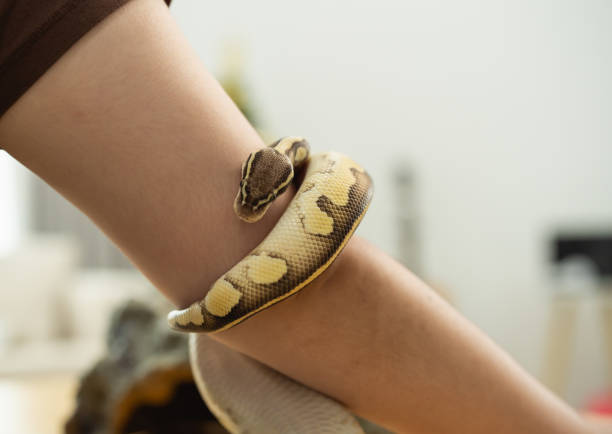 A person is holding a snake on their arm