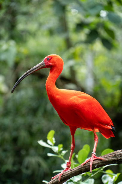 Stunning close-up of a scarlet ibis with vibrant, bright red plumage, perched on a branch in a natural jungle setting stock photo