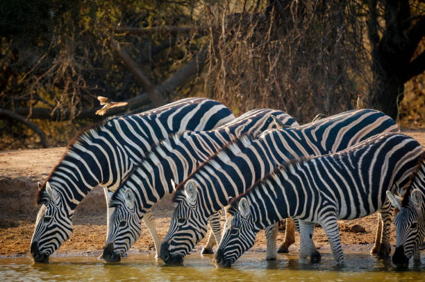 Plains zebra or common zebra (Equus quagga) drinking with red-billed oxpecker (Buphagus erythrorynchus) on their backs at Mashatu Game Reserve in the Northern Tuli Game Reserve, part of the Greater Mapungubwe Transfrontier Conservation Area. Botswana. Plains or common zebra (Equus quagga, prev. E burchellii) herd drinking in a waterhole with red-billed oxpecker (Buphagus erythrorynchus) on their backs. Mashatu, Northern Tuli Game Reserve. Botswana. oxpecker stock pictures, royalty-free photos & images