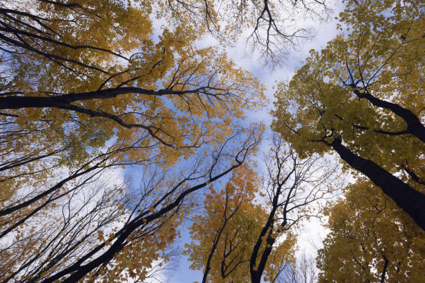 Beautiful autumn landscape with yellow leaves of trees and blue sky on a sunny day