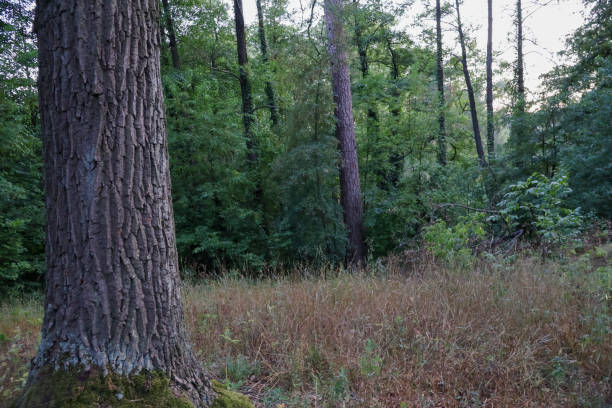 istock Forest Scene with Large Tree Trunks in a Grassy Clearing 2181353806