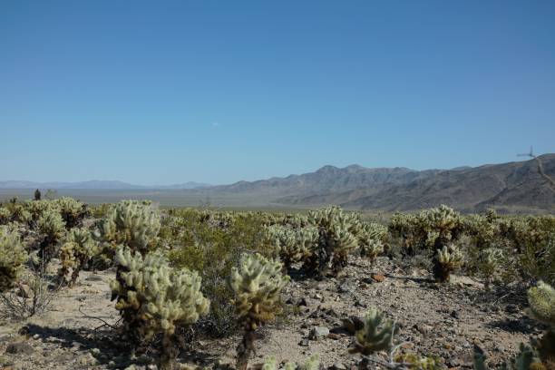 istock Scenic view of a desert landscape with cholla cacti under a clear blue sky 2181353879
