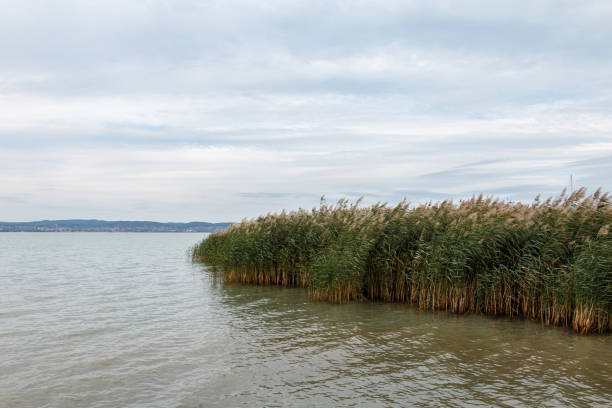 Dry reed in the frozen lake over sunset sky background. Winter landscape near pond, silent evening scene