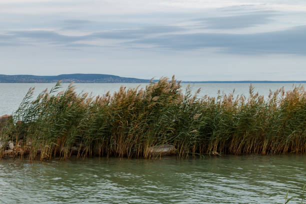 A dense bed of tall reeds grows along the shoreline of a calm lake under a cloudy sky. The water is gently rippling, and the landscape in the distance adds depth to the scene.