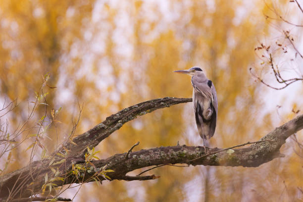 Grey heron on a thick branch, autumn colours in the background, Grey heron on a tall tree with autumn leaves in the background