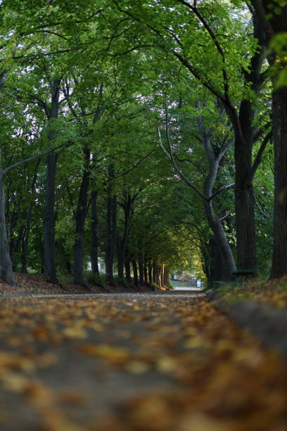 A path through a forest with trees on either side