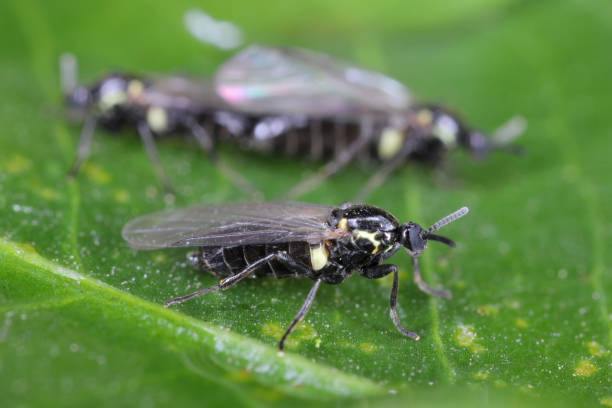 istock Black Compost Fly, Scatopse notata, Insecta. A common small fly in gardens. 2181366052